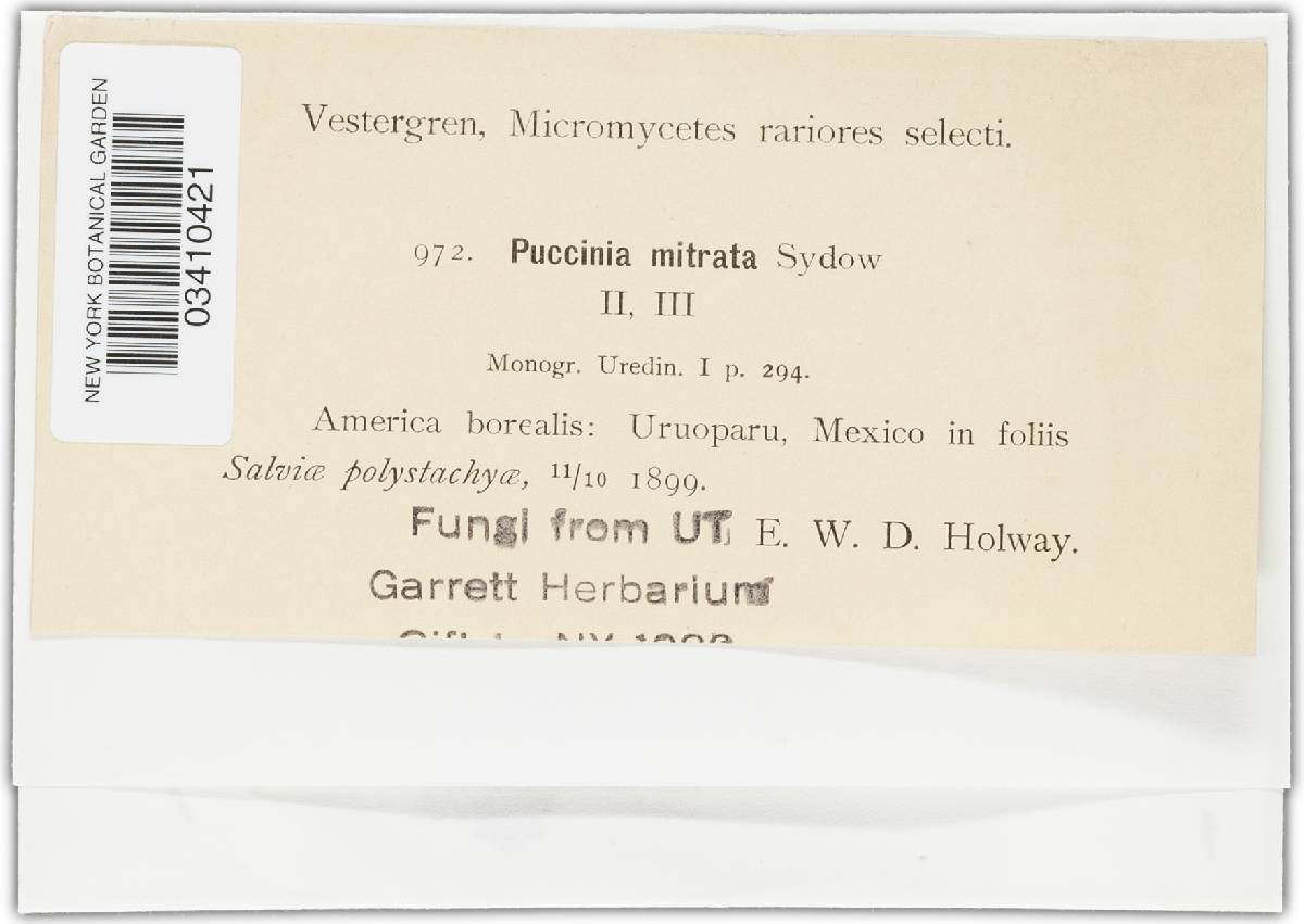 Puccinia mitrata image