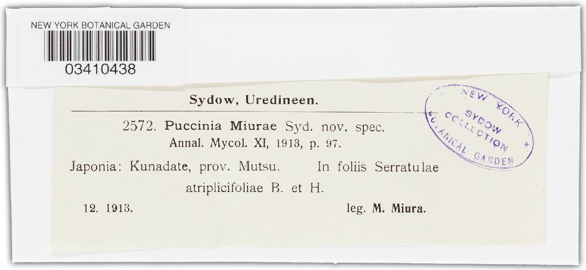 Puccinia miurae image