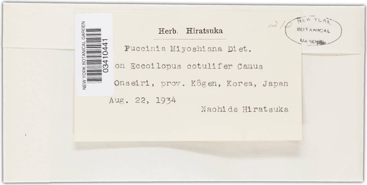 Puccinia miyoshiana image