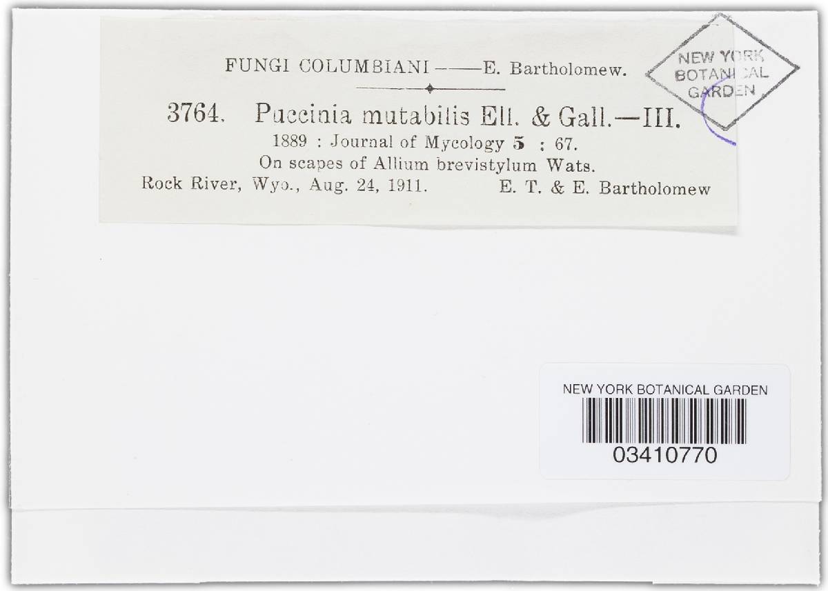 Puccinia mutabilis image