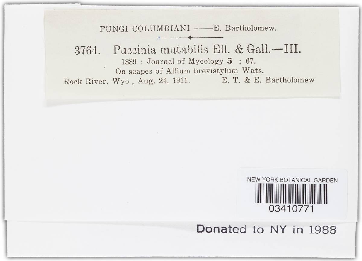 Puccinia mutabilis image