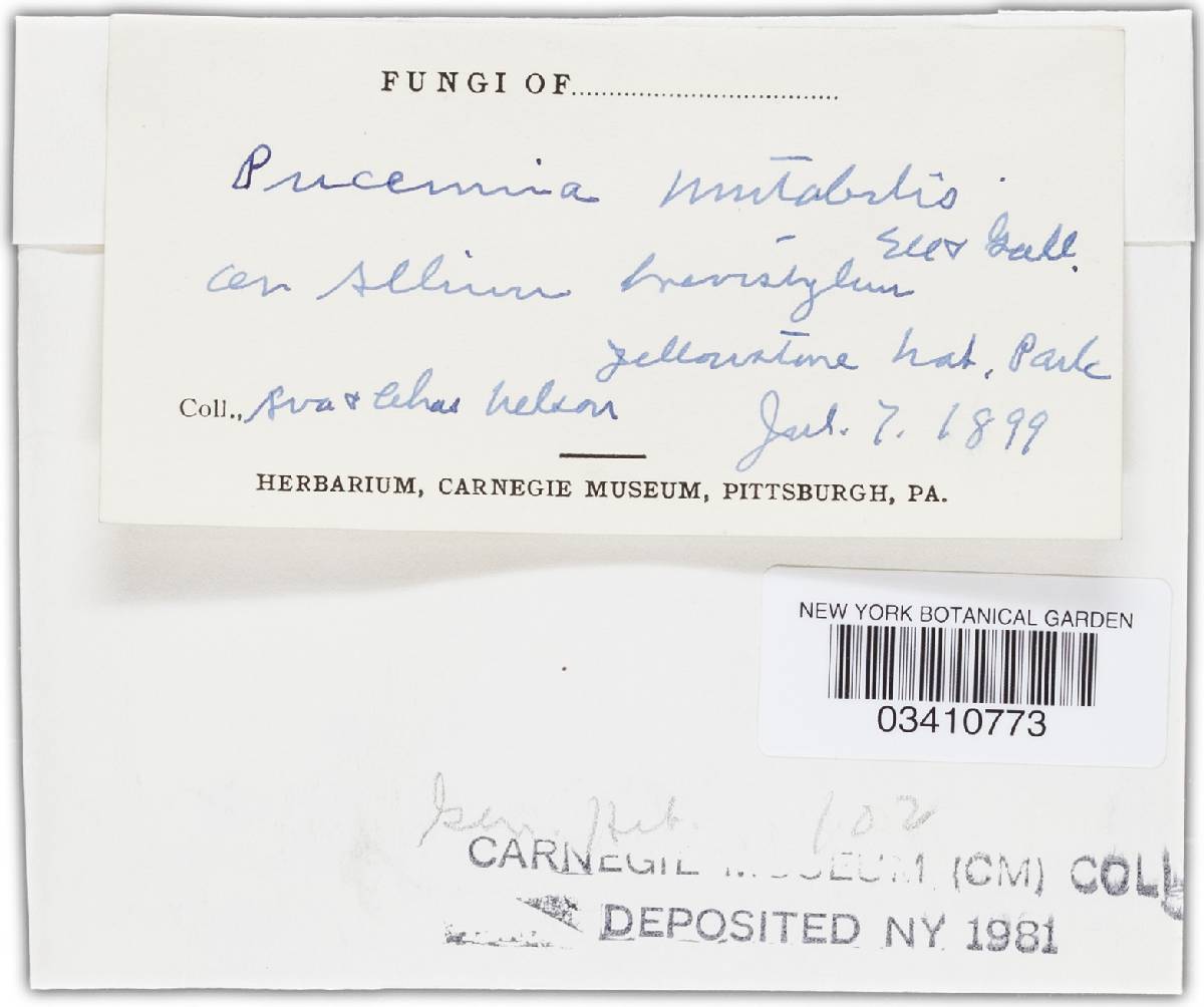 Puccinia mutabilis image