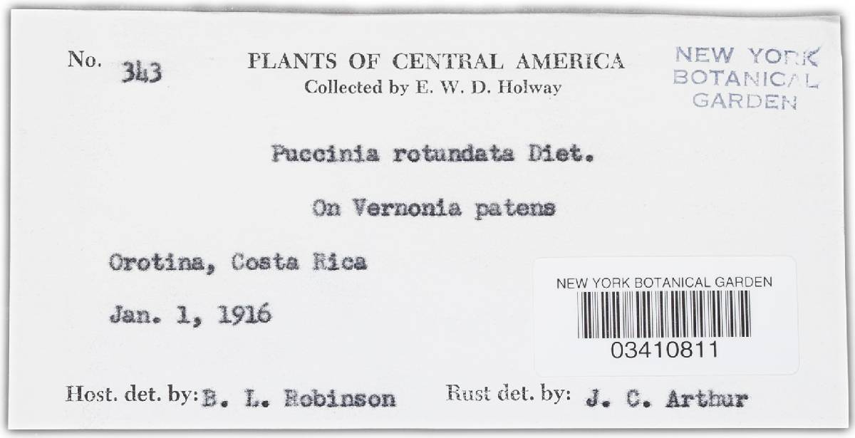 Puccinia neorotundata image