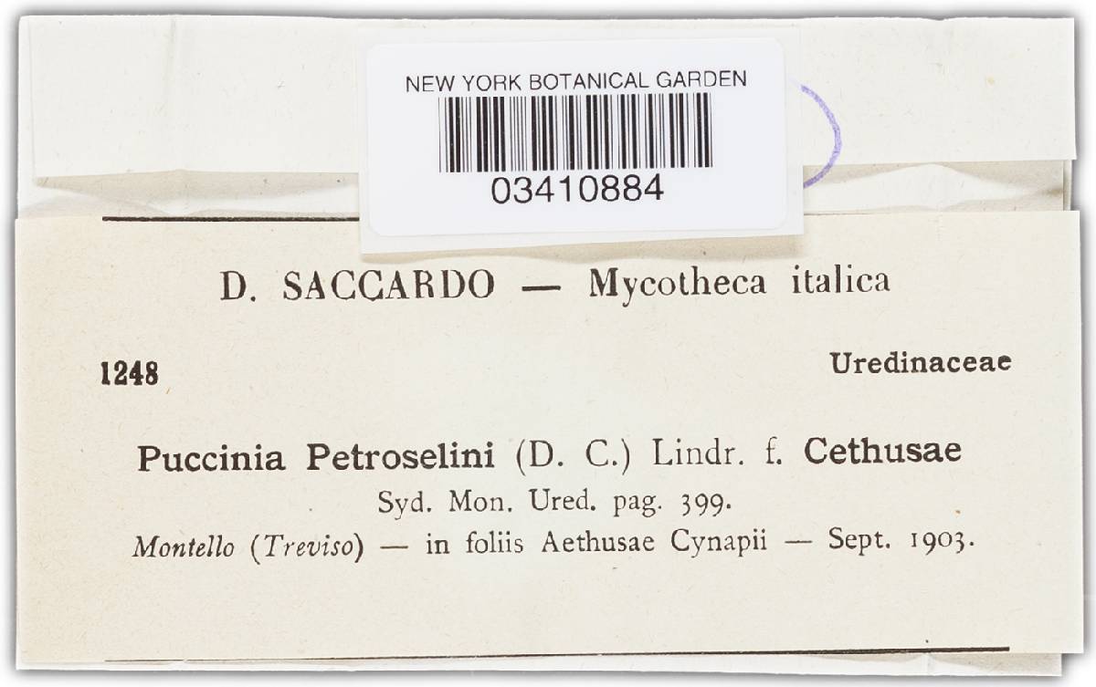 Puccinia nitida image