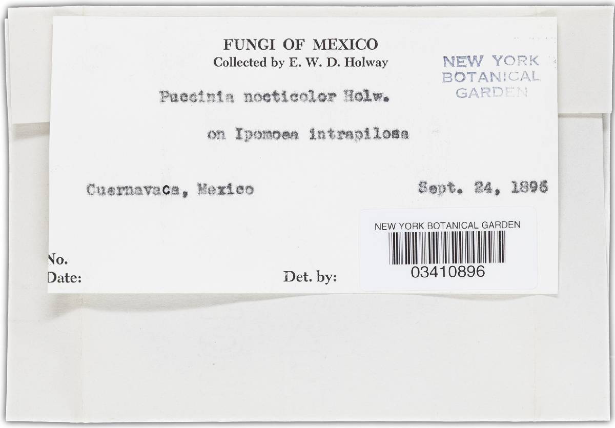 Puccinia nocticolor image