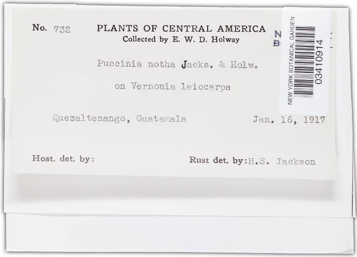 Puccinia notha image