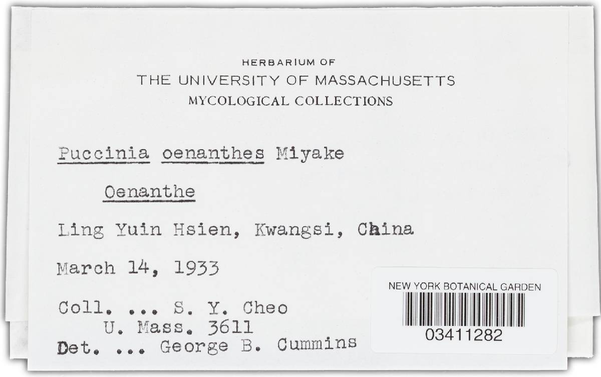 Puccinia oenanthes-stoloniferae image