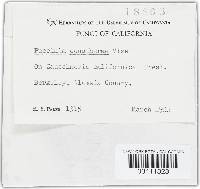 Puccinia oenotherae image