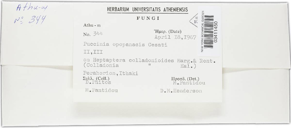 Puccinia opopanacis image