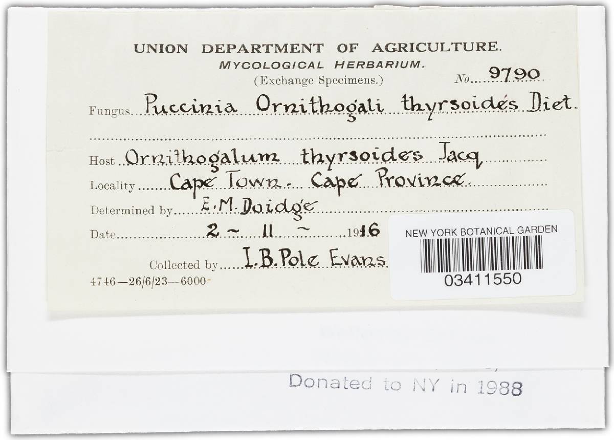 Puccinia ornithogali-thyrsoidis image