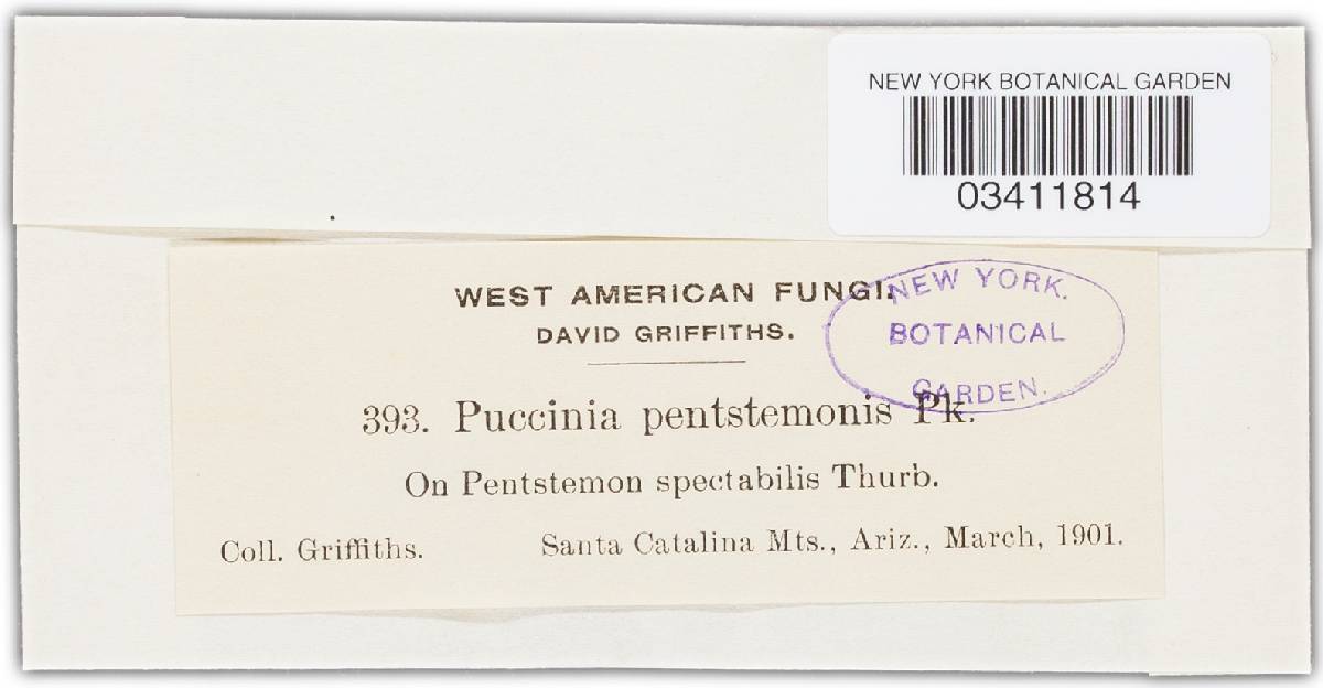 Puccinia pentastemonis image