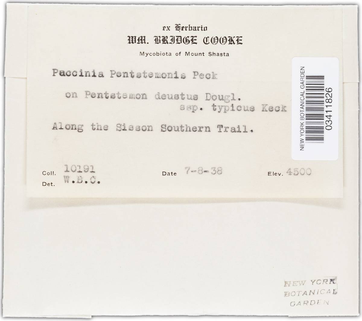 Puccinia pentastemonis image