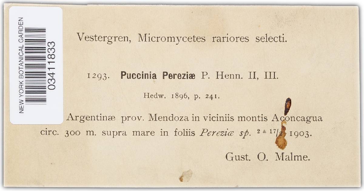 Puccinia pereziae image