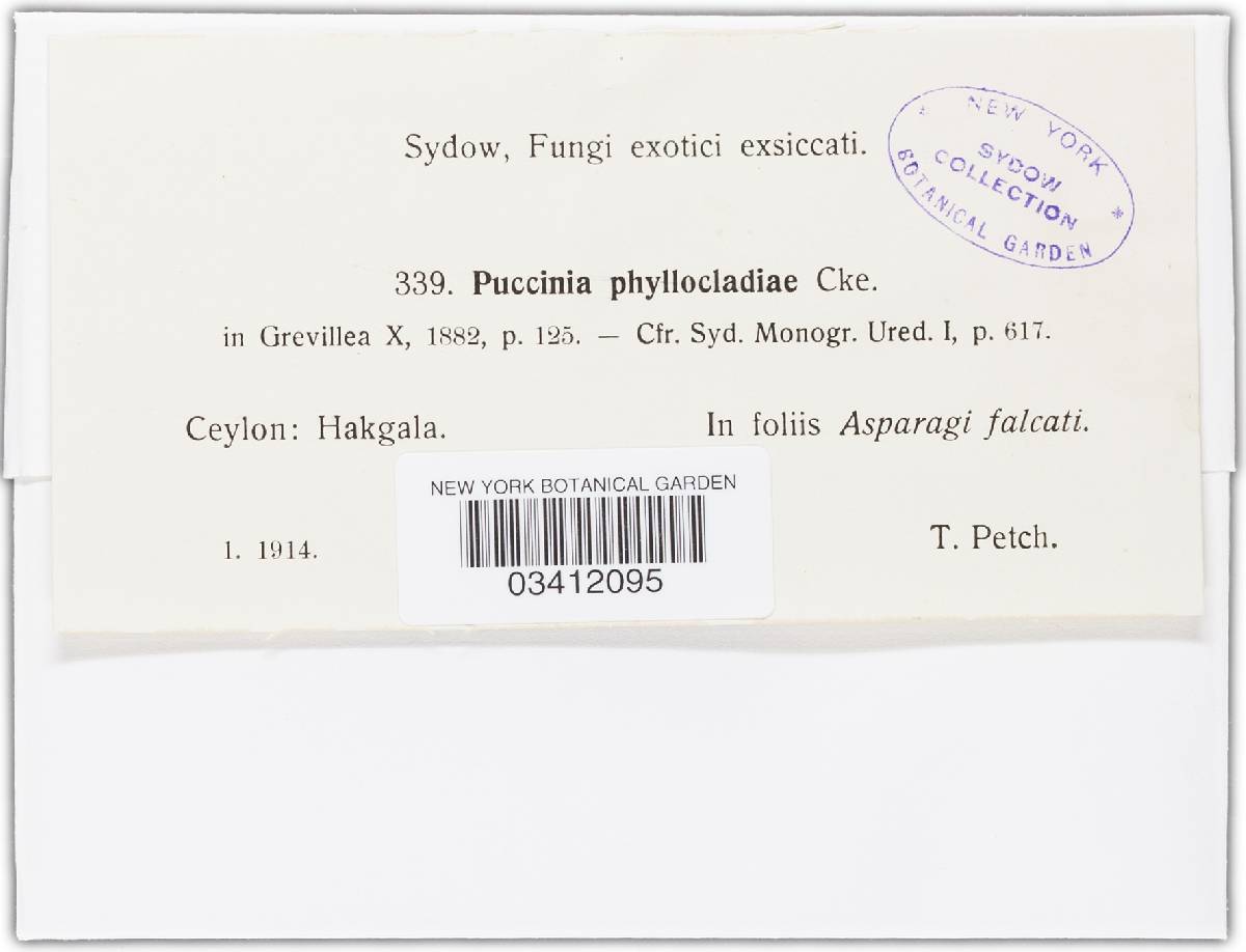 Puccinia phyllocladiae image