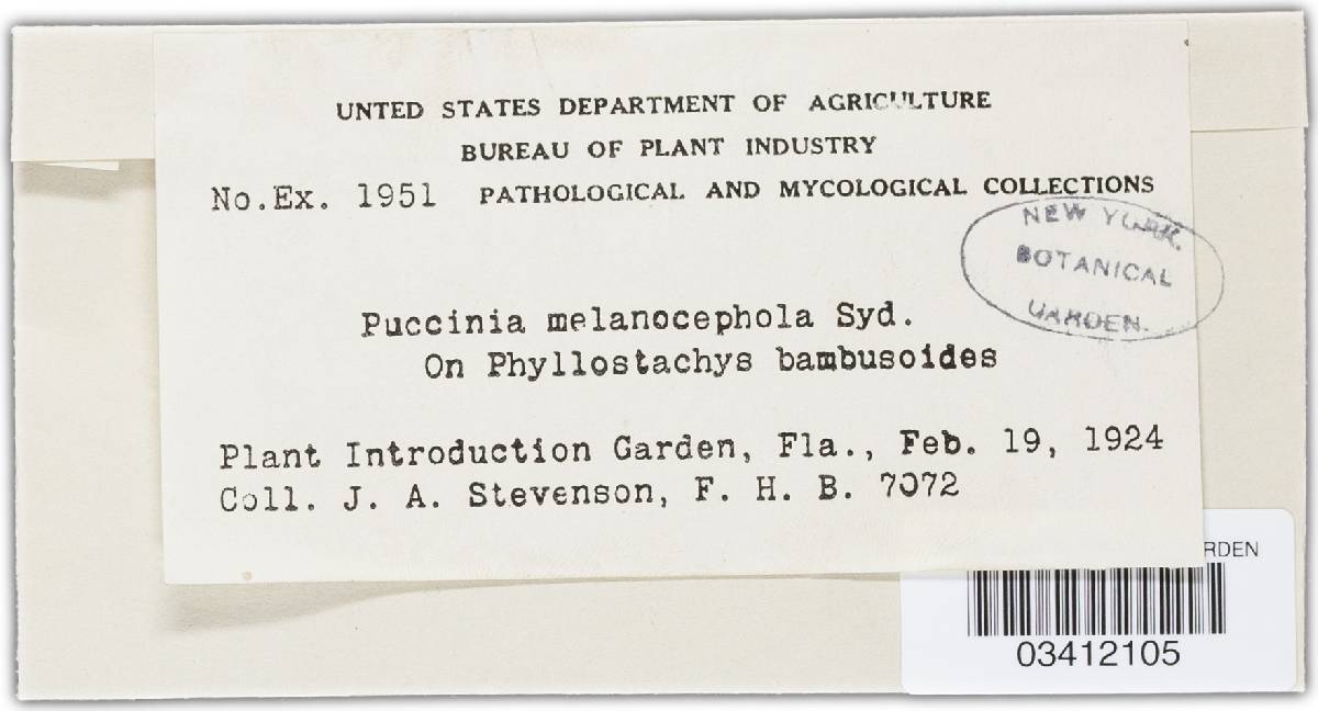Puccinia phyllostachydis image