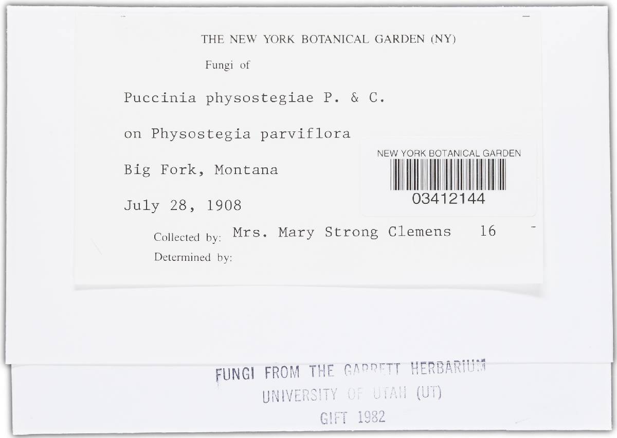 Puccinia physostegiae image