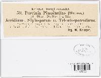 Puccinia pimpinellae image