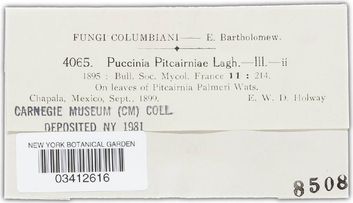 Puccinia pitcairniae image