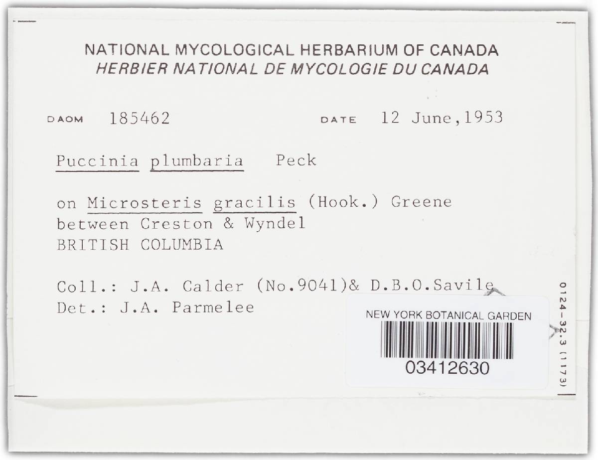 Puccinia plumbaria image