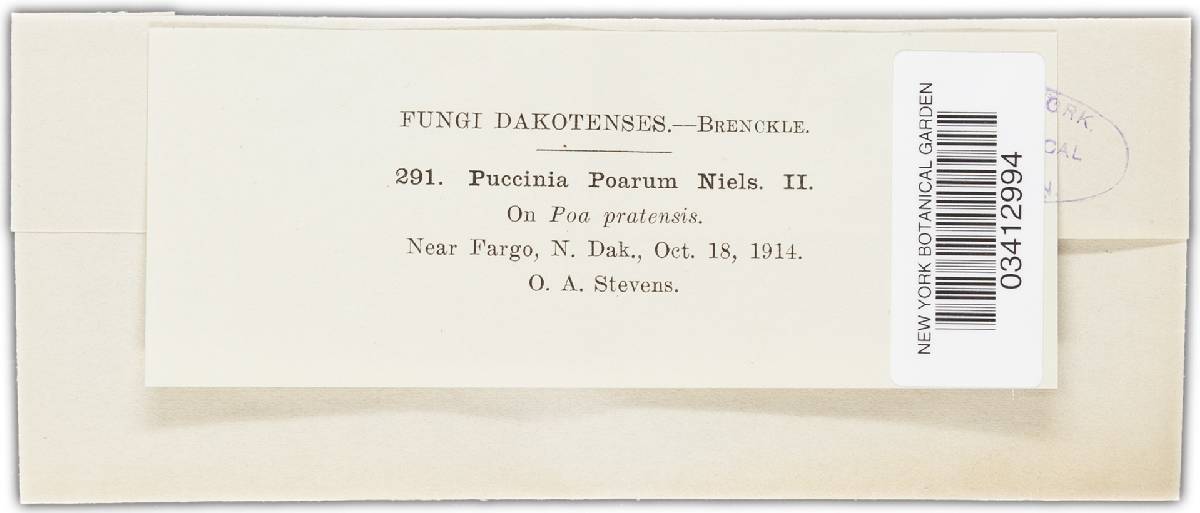 Puccinia poarum image