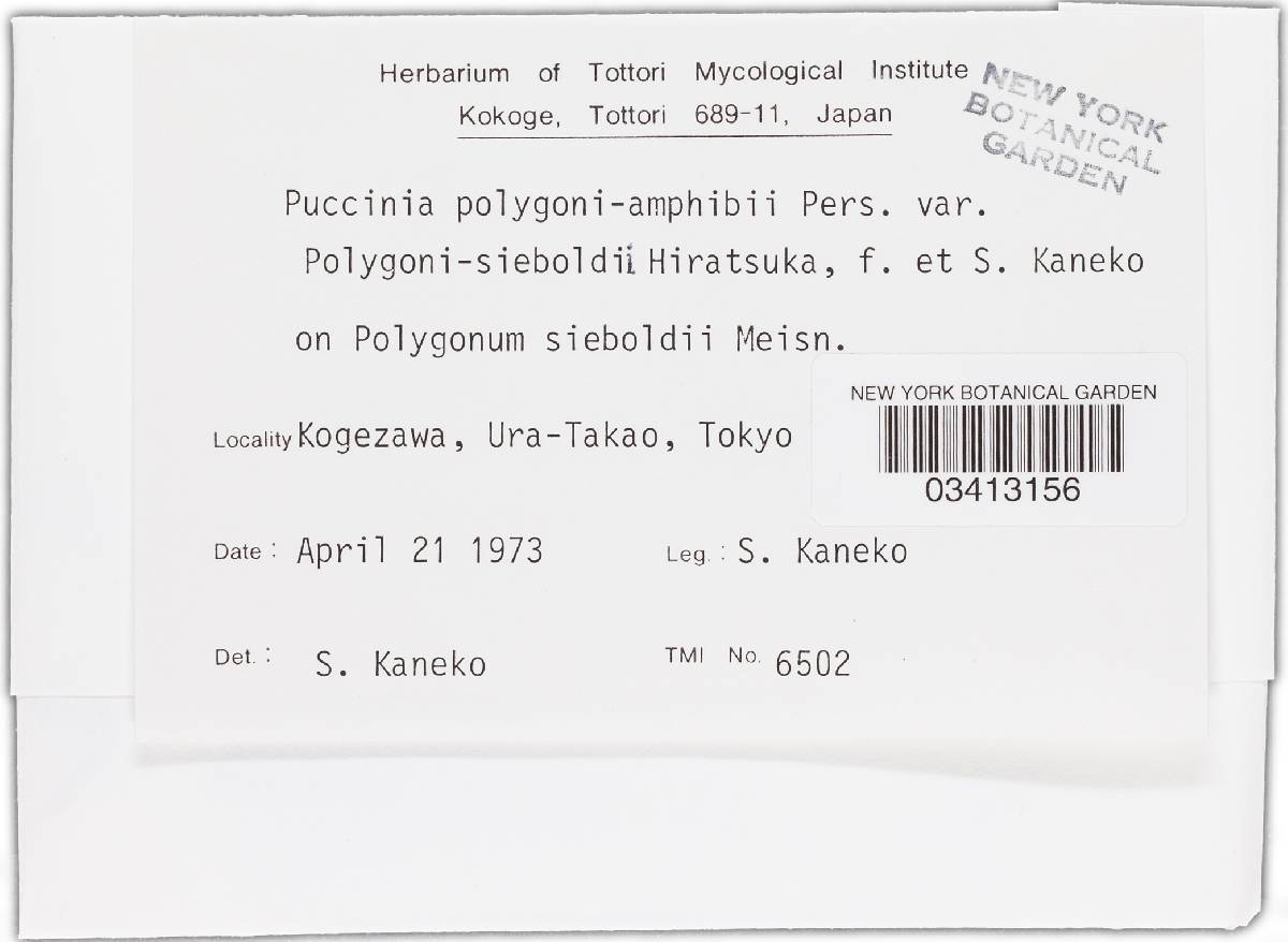 Puccinia polygoni-sieboldii image
