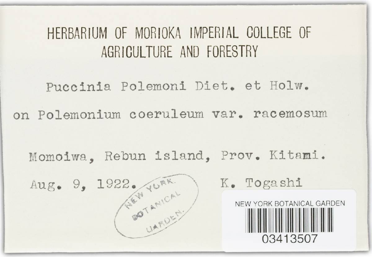 Puccinia polemonii image
