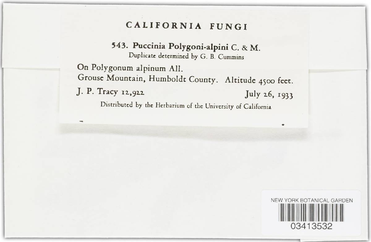 Puccinia polygoni-alpini image