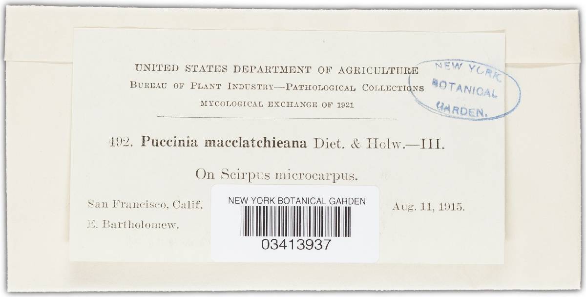 Puccinia macclatchieana image