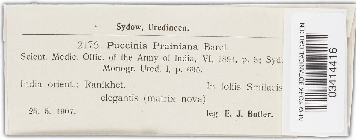 Puccinia prainiana image