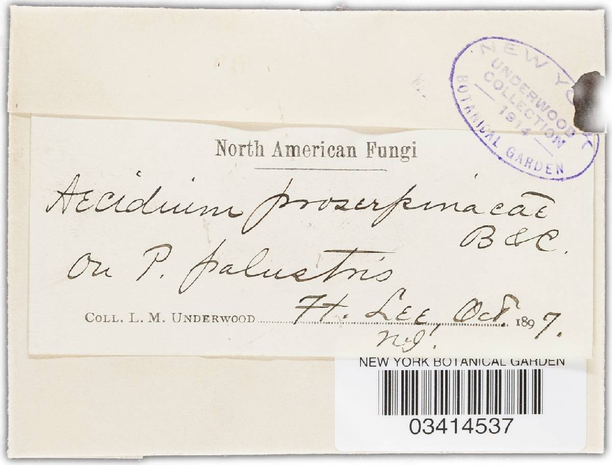 Puccinia proserpinacae image