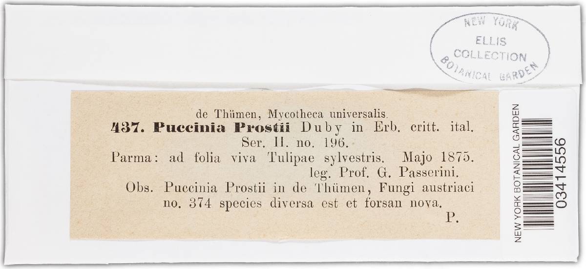 Puccinia prostii image