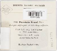 Tranzschelia pruni-spinosae image