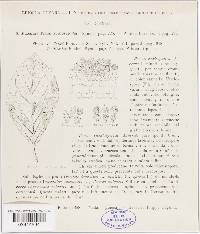 Tranzschelia pruni-spinosae image