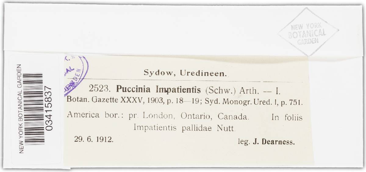 Puccinia recondita image
