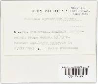Puccinia recondita image
