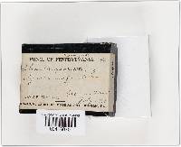 Galiella rufa image