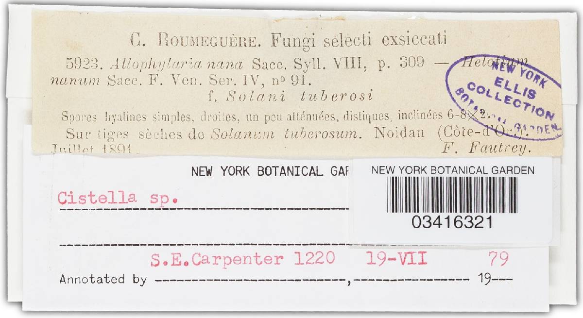 Allophylaria nana image