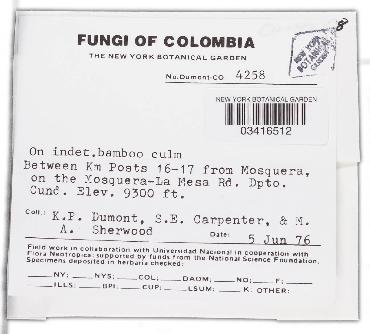 Belonidium chusqueae image