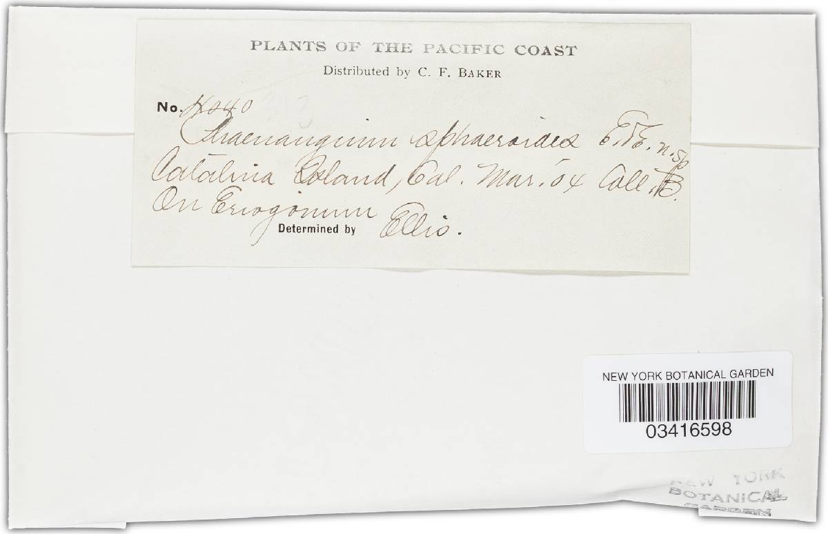 Phaeangium sphaeroides image