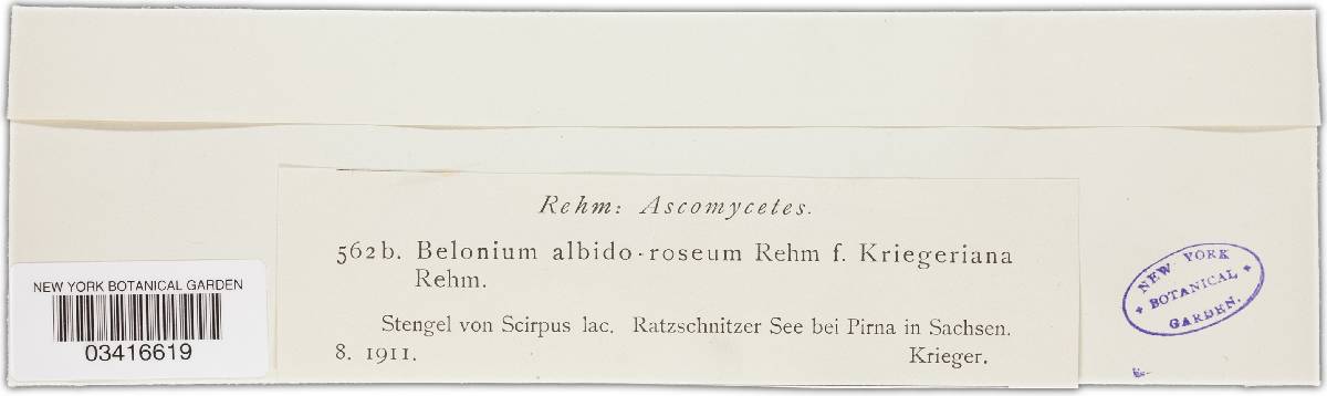 Albotricha albidorosea image