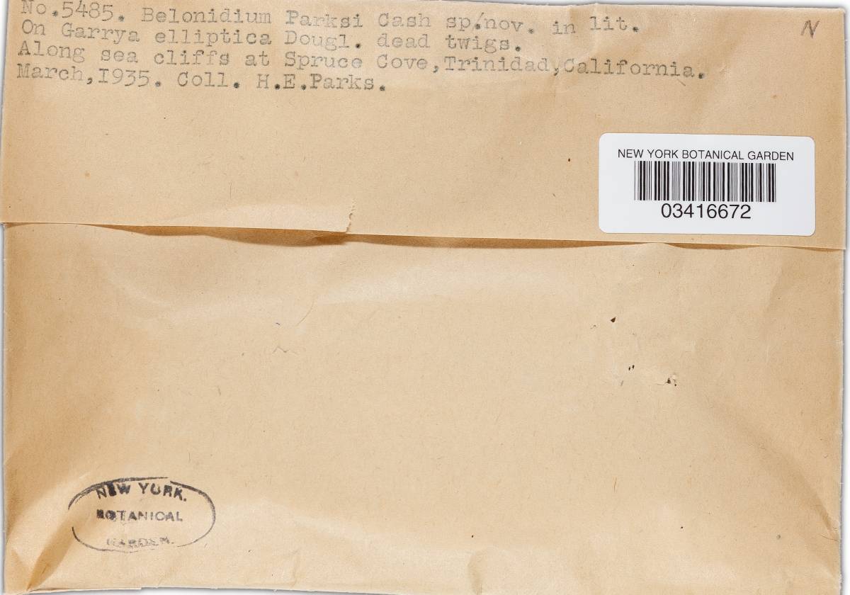 Nipterella image