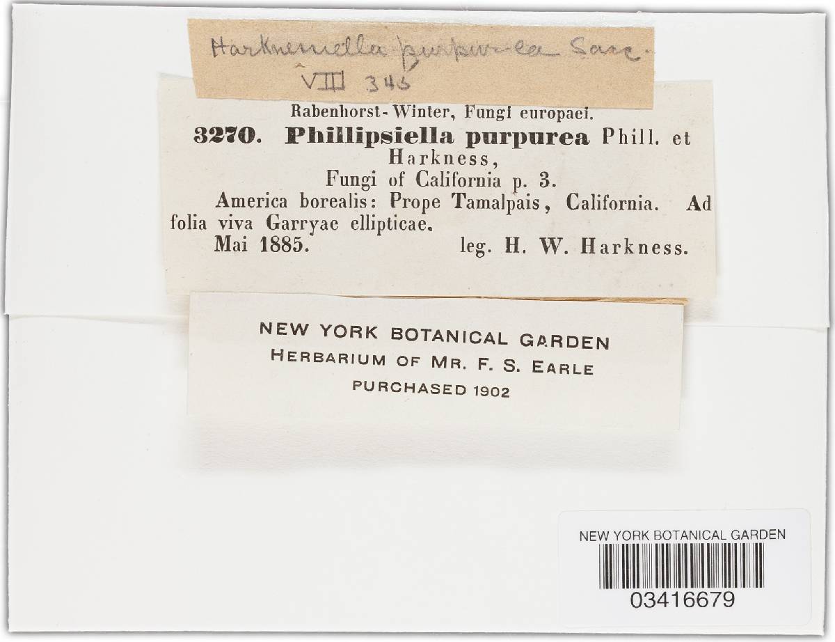 Harknessiella purpurea image