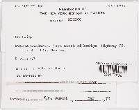Bisporella discedens image