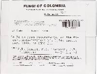 Bisporella discedens image