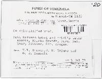 Bisporella discedens image