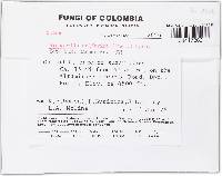 Bisporella sulfurina image