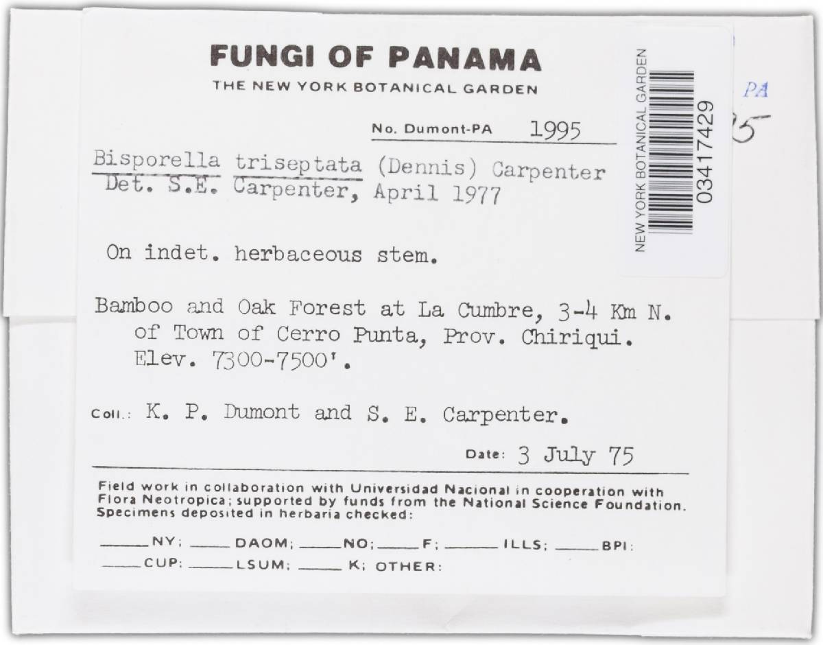 Bisporella triseptata image