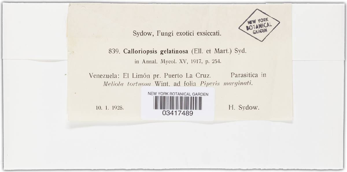 Calloriopsis image