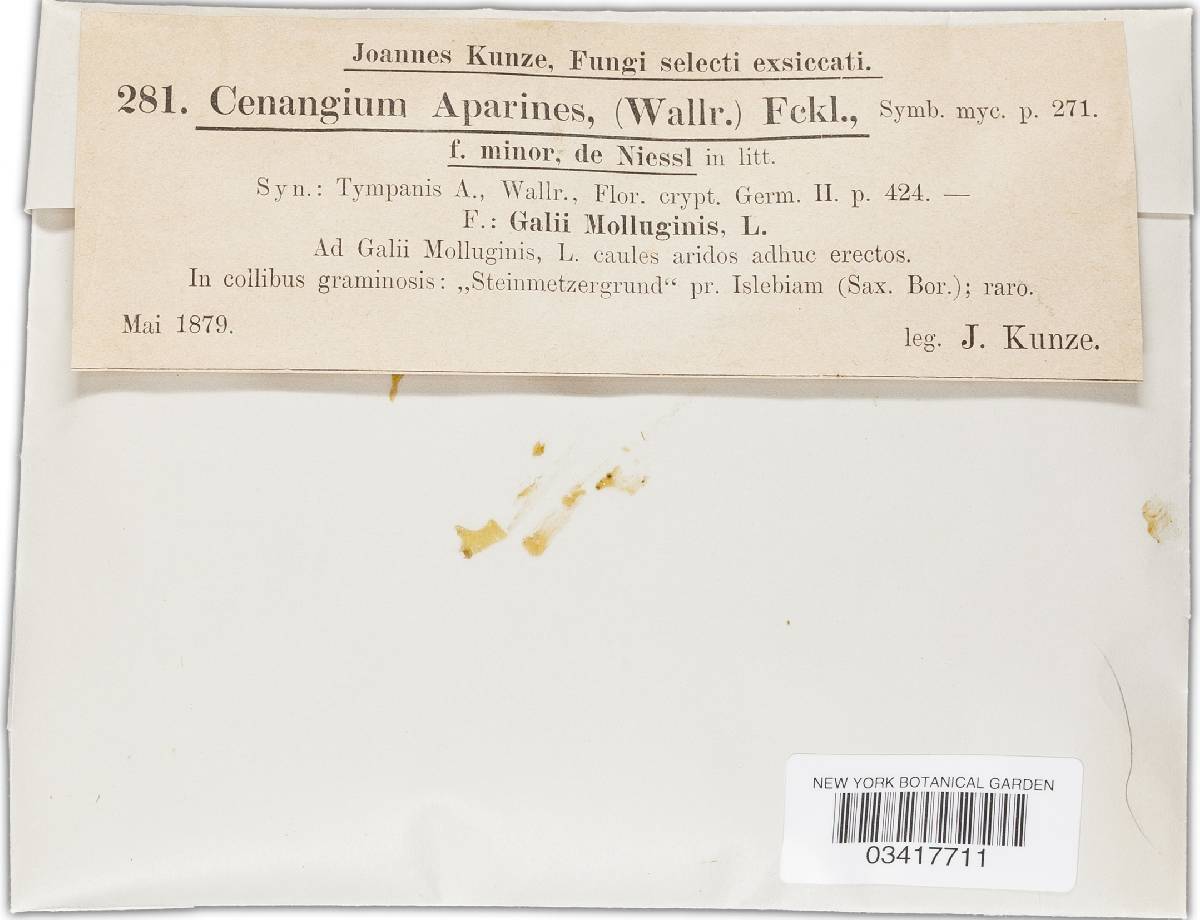 Cenangium aparines image