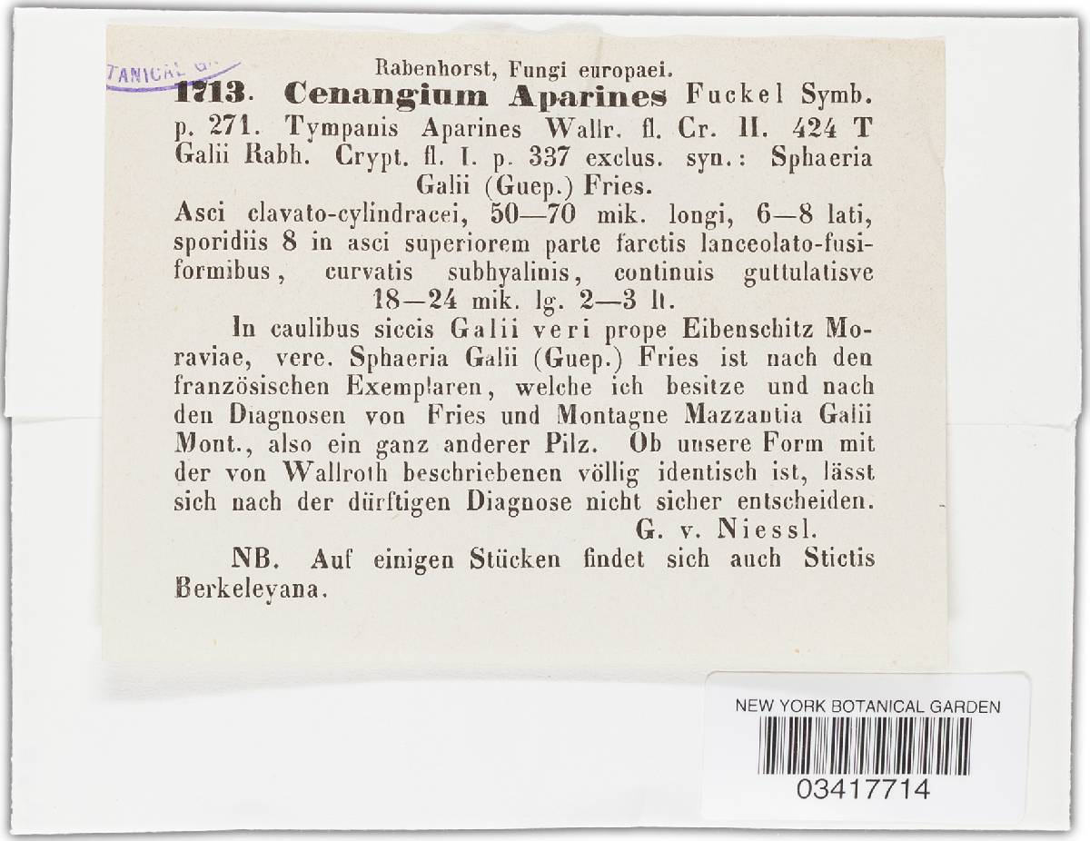 Cenangium aparines image